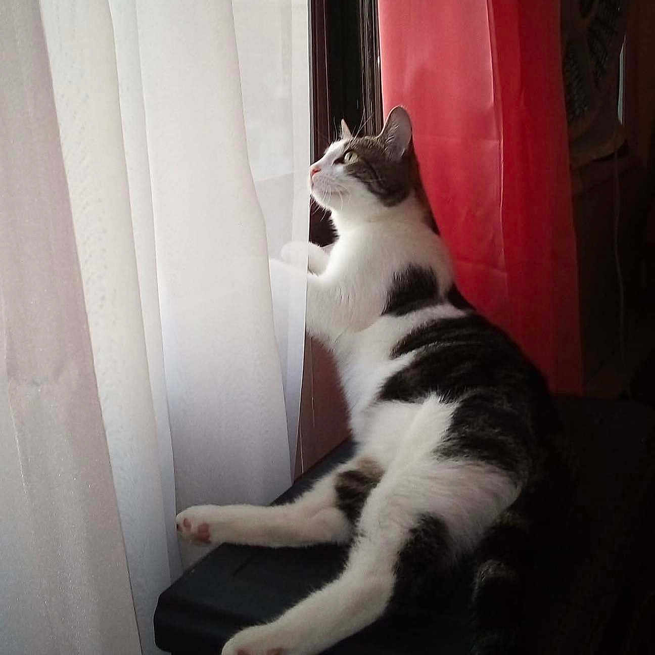 Sassy is registered to the contest to win money with this photo: animal, black_surface, cat, curious, curtains, domestic, feline, home, indoor, light, looking, pet, red, relaxed, resting, shadow, side_view, soft_light, white, window