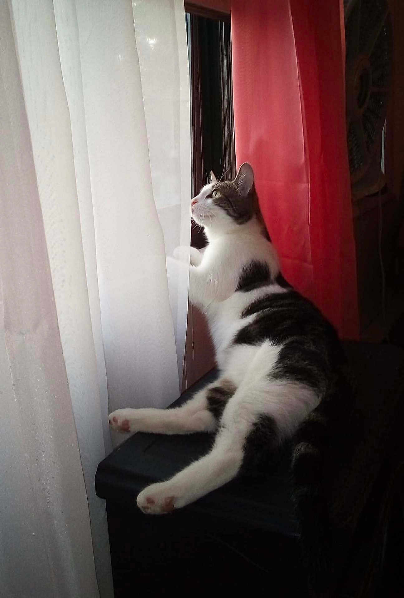 Sassy is registered to the contest to win money with this photo: cat, window, curtains, white, red, pet, animal, indoor, feline, resting, looking, light, shadow, black_surface, domestic, curious, side_view, soft_light, relaxed, home