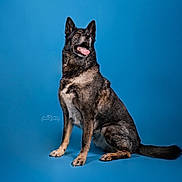 Peurcy participe au concours pour gagner de l'argent avec cette photo : dog, studio, blue_background, sitting, portrait, pet, animal, canine, fur, ears, tongue, alert, domestic_animal, mammal, looking_up, indoor, photography, isolated, cute, friendly