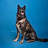 dog, studio, blue_background, sitting, portrait, pet, animal, canine, fur, ears, tongue, alert, domestic_animal, mammal, looking_up, indoor, photography, isolated, cute, friendly