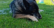 Peurcy participe au concours pour gagner de l'argent avec cette photo : animal, bicycle_wheel, black_dog, blurred_background, canine, daylight, dog, fur, garden, grass, greenery, laying_down, nature, outdoor, peaceful, pet, portrait, resting, summer, yard