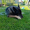 animal, bicycle_wheel, black_dog, blurred_background, canine, daylight, dog, fur, garden, grass, greenery, laying_down, nature, outdoor, peaceful, pet, portrait, resting, summer, yard