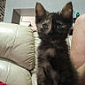 kitten, cat, tortoiseshell, pet, indoor, couch, blanket, fur, animal, cute, small, sitting, curious, person, leg, home, cozy, feline, whiskers, ears