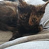 Moustique participe au concours pour gagner de l'argent avec cette photo : animal, cat, clothing, cozy, curious, cute, feline, fur, home, indoor, kitten, lap, person, pet, relaxing, resting, small, texture, tortoiseshell, young_cat