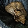 Moustique participe au concours pour gagner de l'argent avec cette photo : animal, brown_cat, cat, comfortable, cozy, curled_up, cute, domestic, fluffy, fur, home, indoor, pet_bed, quiet, relaxing, resting, sleeping, small_pet, tile_floor, wooden_furniture