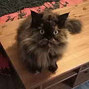 Gauffrette participe au concours pour gagner de l'argent avec cette photo : cat, fluffy, tortoiseshell, table, wooden, indoor, pet, animal, feline, fur, wide_eyes, looking_up, carpet, fabric, home, cozy, sitting, cute, domestic, curious