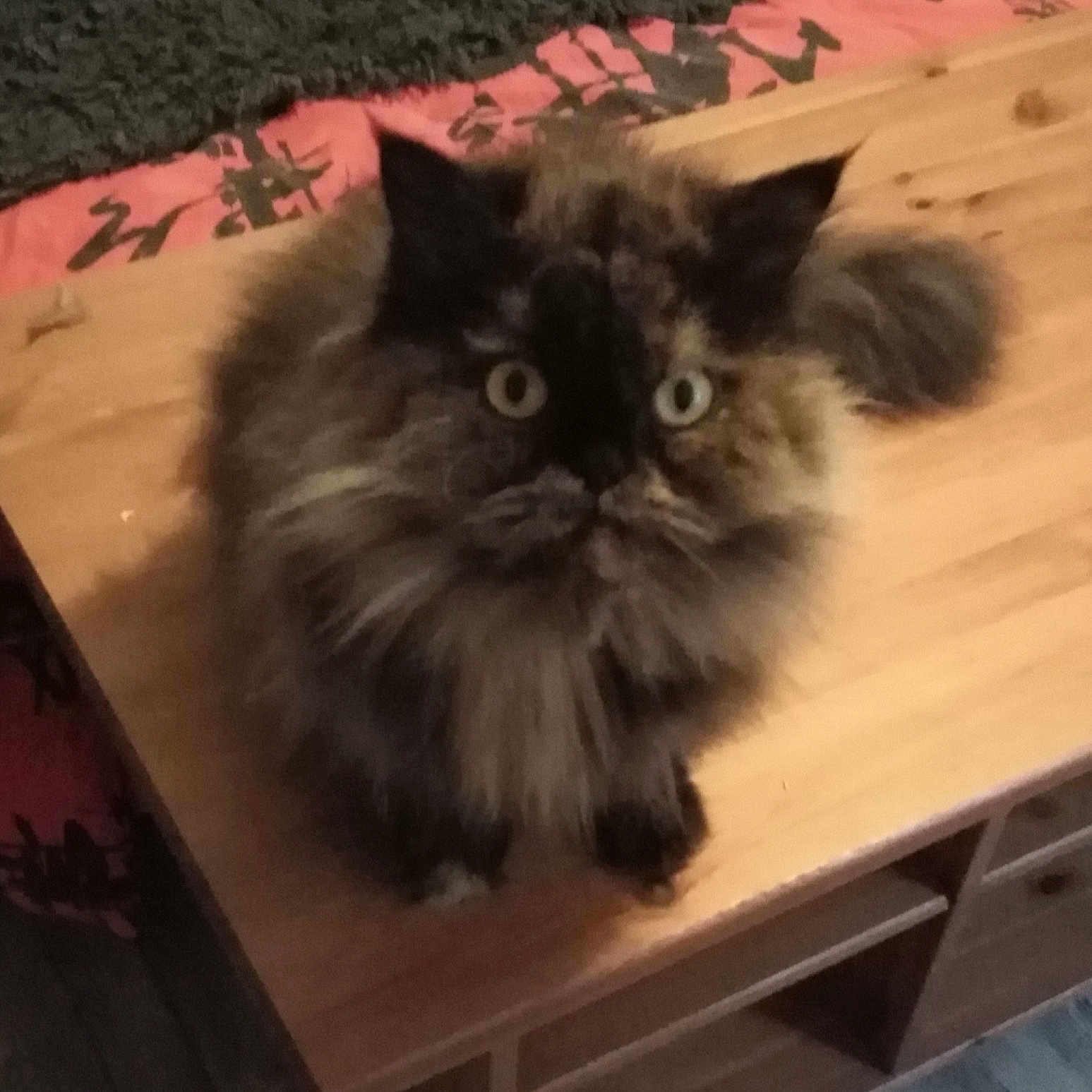 Gauffrette participe au concours pour gagner de l'argent avec cette photo : animal, carpet, cat, cozy, curious, cute, domestic, fabric, feline, fluffy, fur, home, indoor, looking_up, pet, sitting, table, tortoiseshell, wide_eyes, wooden