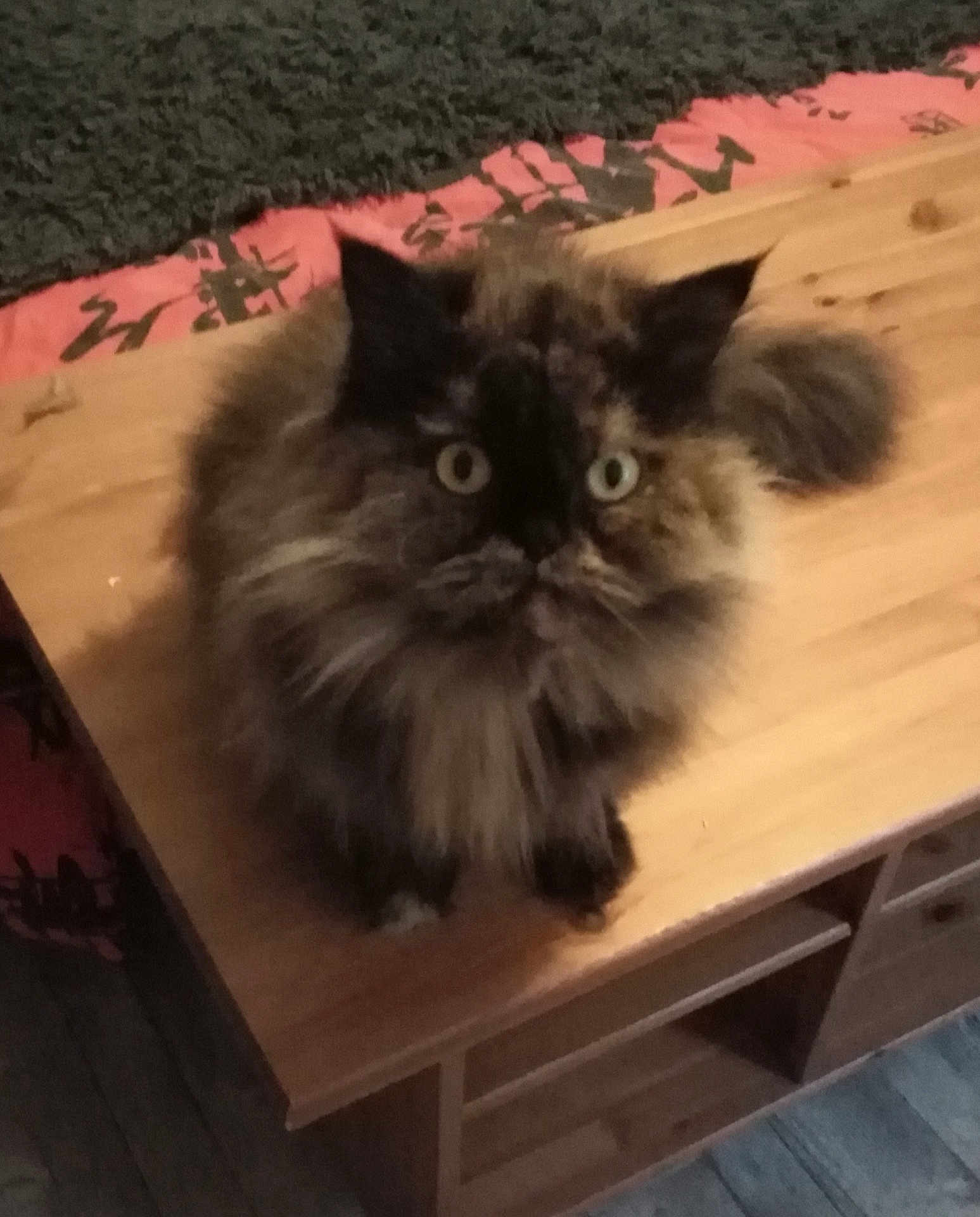 Gauffrette participe au concours pour gagner de l'argent avec cette photo : cat, fluffy, tortoiseshell, table, wooden, indoor, pet, animal, feline, fur, wide_eyes, looking_up, carpet, fabric, home, cozy, sitting, cute, domestic, curious