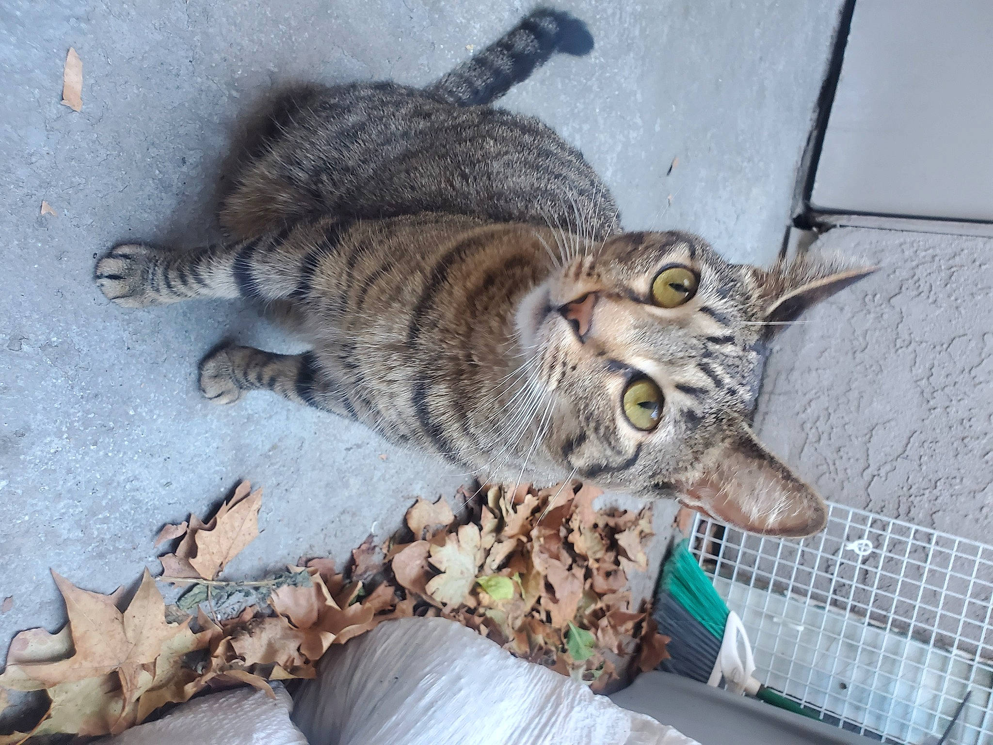 Cheshire is registered to the contest to win money with this photo: bird, carnivore, cat, claw, domestic_short_haired_cat, felidae, fur, organism, small_to_medium_sized_cats, tail, terrestrial_animal, whiskers, wood