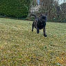 dog, black_dog, grass, yard, outdoor, running, pet, animal, house, greenery, daylight, canine, energetic, nature, garden, playful, small_dog, fur, ears, tail