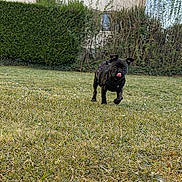 Ayron participe au concours pour gagner de l'argent avec cette photo : dog, black_dog, grass, yard, house, shrubbery, outdoor, pet, canine, tongue_out, harness, daylight, nature, small_dog, playful, walking, greenery, garden, front_yard, animal