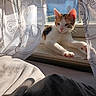 Beans joined the competition — help win amazing prizes! cat, kitten, calico, pet, animal, window, windowsill, curtains, sunlight, indoor, home, cozy, stretching, paws, pink_nose, whiskers, fur, portrait, relaxed, daylight
