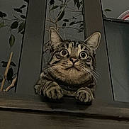 Max participe au concours pour gagner de l'argent avec cette photo : abyssinian, alloywheel, animal, art, car, carwheel, cat, egyptiancat, kitten, machine, manx, painting, pet, plywood, spoke, tire, transportation, vehicle, wheel, wood