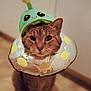 cat, tabby, costume, hat, collar, indoor, pet, animal, cute, funny, feline, portrait, whimsical, yellow, green, floor, wall, domestic, fur, looking