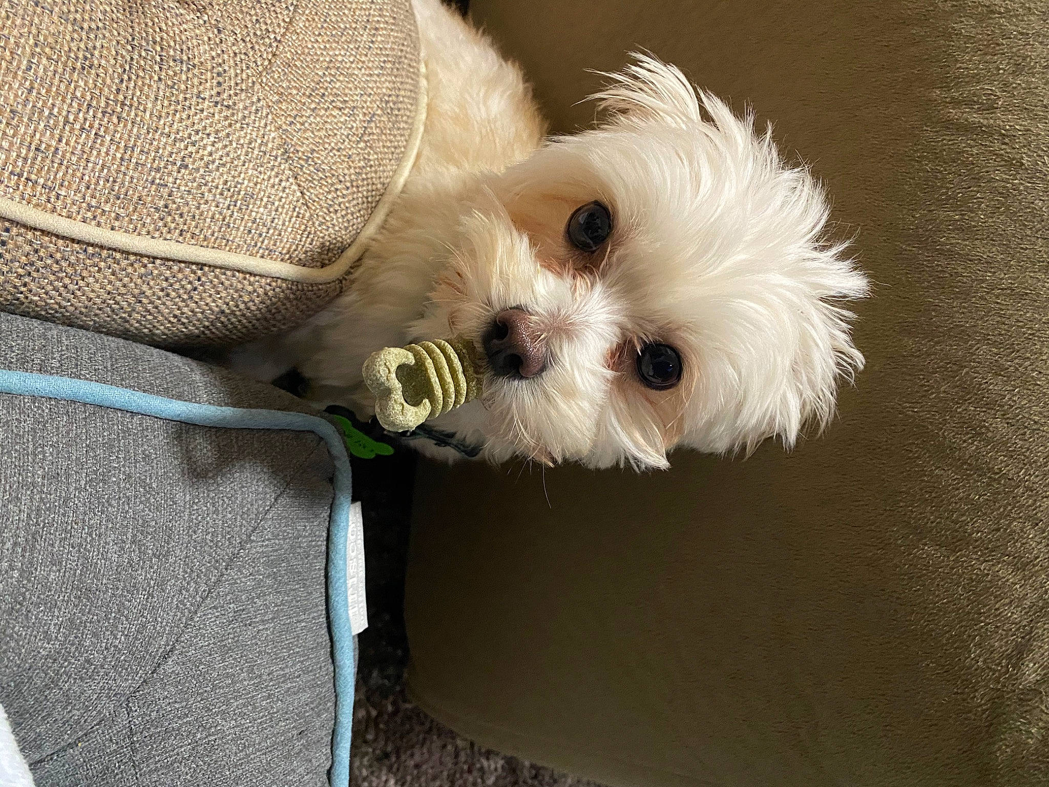 Dinero joined the competition — help win amazing prizes! bichon, canidae, carnivore, companion_dog, dog, dog_breed, dog_supply, maltepoo, non_sporting_group, pet_supply, poodle_crossbreed, puppy, small_terrier, sweater, terrier, toy_dog, vertebrate, west_highland_white_terrier, working_animal, working_dog