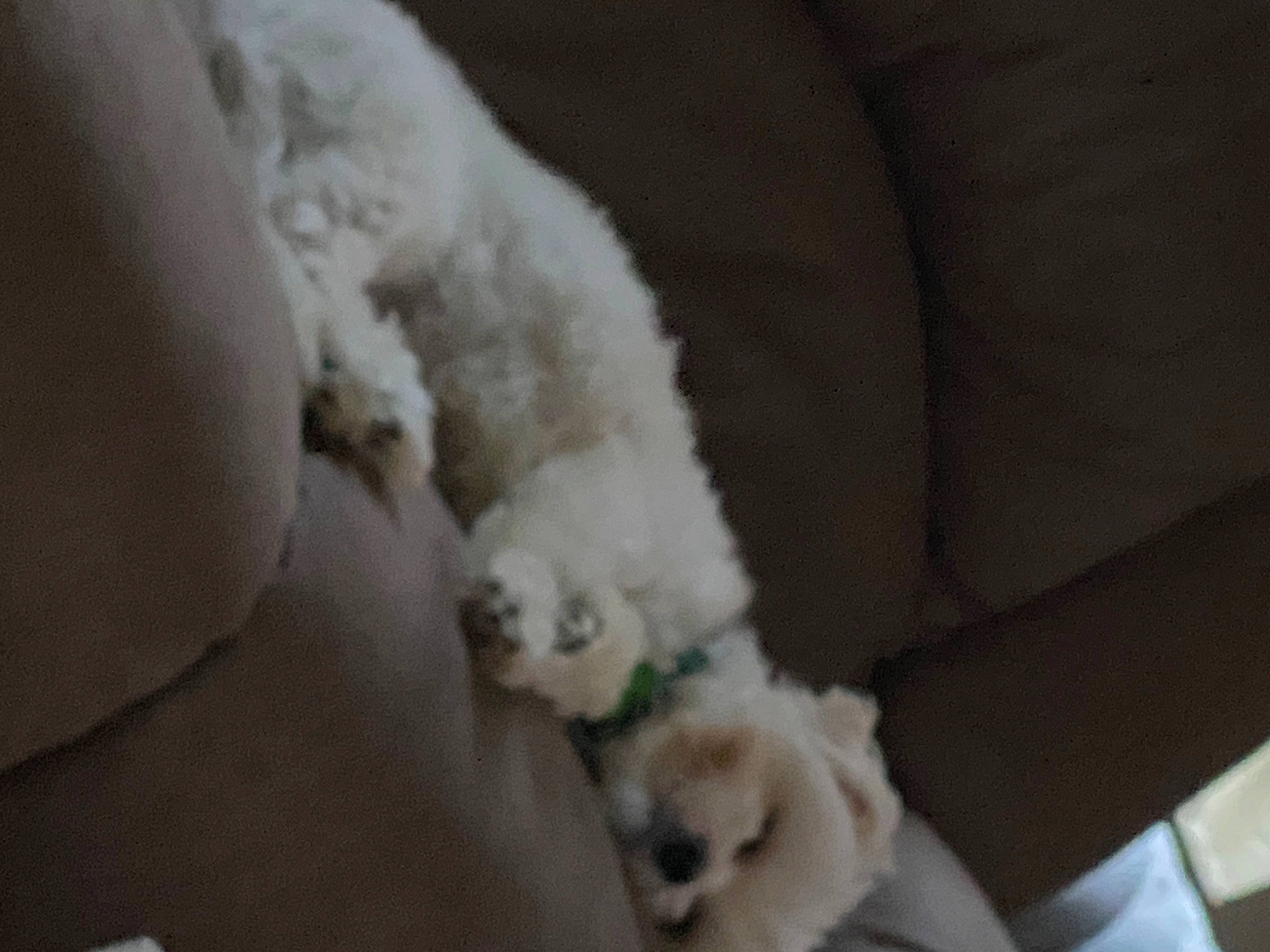 Dinero joined the competition — help win amazing prizes! canidae, carnivore, companion_dog, dog, dog_breed, fur, non_sporting_group, sporting_group, stuffed_toy, toy