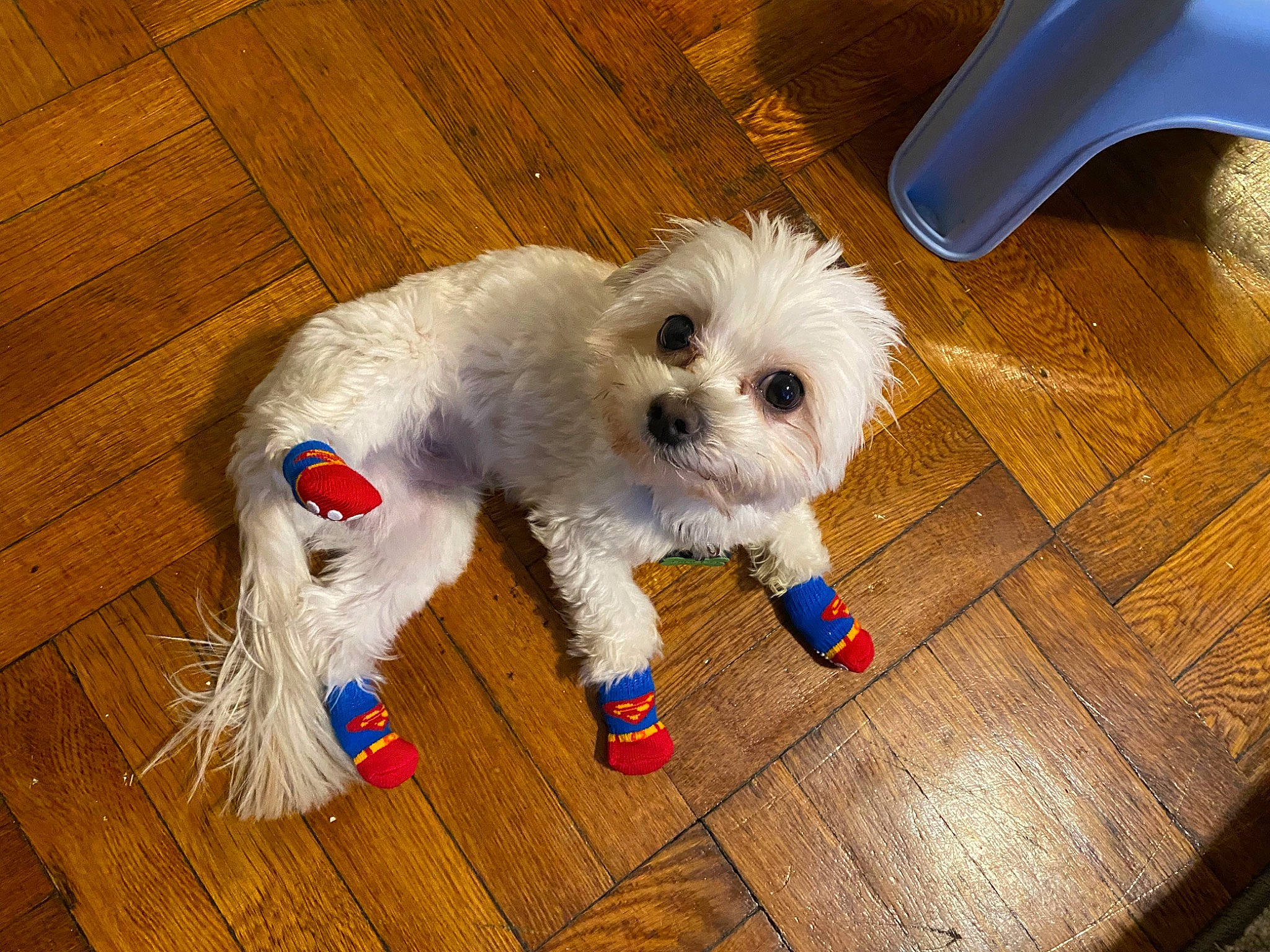 Dinero is registered to the contest to win money with this photo: carnivore, companion_dog, dog, dog_breed, dog_clothes, dog_supply, floor, flooring, fur, hardwood, laminate_flooring, pet_supply, plastic, puppy, snout, toy_dog, wood, wood_flooring, wood_stain, working_animal