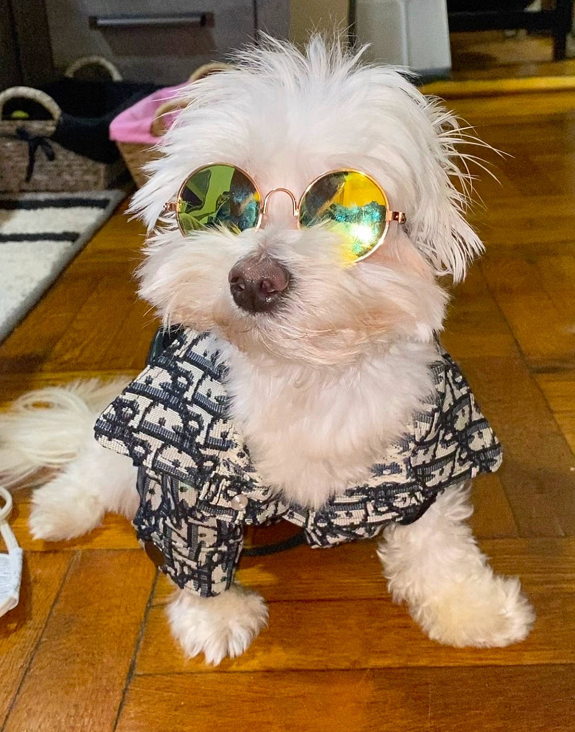 Dinero is registered to the contest to win money with this photo: canidae, carnivore, collar, companion_dog, dog, dog_breed, dog_clothes, dog_collar, dog_supply, floor, flooring, fur, mammal, pet_supply, snout, terrier, toy_dog, vertebrate, wood_flooring, working_animal