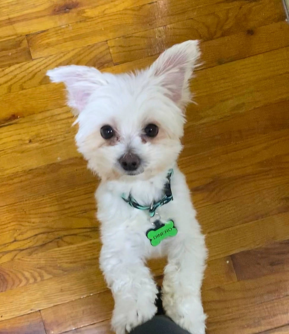 Dinero joined the competition — help win amazing prizes! canidae, carnivore, dog, dog_breed, dog_supply, floor, flooring, hardwood, laminate_flooring, mammal, non_sporting_group, plywood, small_terrier, snout, toy_dog, varnish, vertebrate, wood, wood_flooring, wood_stain