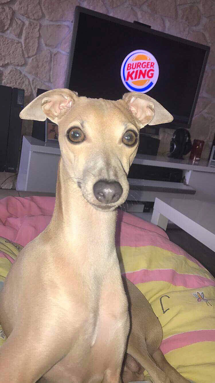 Nougat participe au concours pour gagner de l'argent avec cette photo : canidae, carnivore, chippiparai, dog, dog_breed, fawn, greyhound, hortaya_borzaya, italian_greyhound, lurcher, mammal, mudhol_hound, rare_breed_dog, sighthound, sloughi, snout, toy_dog, vertebrate, whippet, whiskers