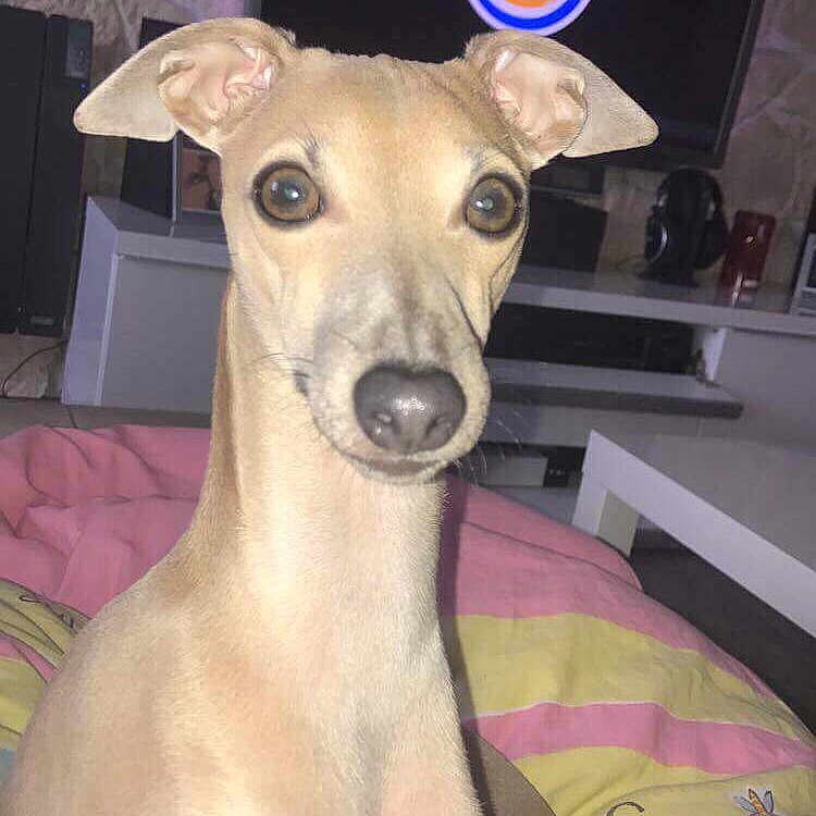 Nougat