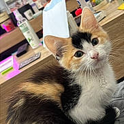 Saika a rejoint le concours — aidez-le/la à gagner de superbes lots ! animal, bottle, calico, cat, curious, cute, decor, desk, ears, eyes, fur, furniture, household, indoor, kitten, pet, photo_frame, quilt, resting, whiskers