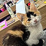 animal, bottle, calico, cat, curious, cute, decor, desk, ears, eyes, fur, furniture, household, indoor, kitten, pet, photo_frame, quilt, resting, whiskers