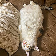 Ella is registered to the contest to win money with this photo: cat, feline, pet, indoor, couch, sofa, pillow, relaxed, fluffy, white_cat, brown_couch, cozy, resting, domestic_cat, tassels, home_interior, fur, cute, sleepy, animal