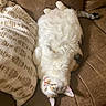 cat, feline, pet, indoor, couch, sofa, pillow, relaxed, fluffy, white_cat, brown_couch, cozy, resting, domestic_cat, tassels, home_interior, fur, cute, sleepy, animal