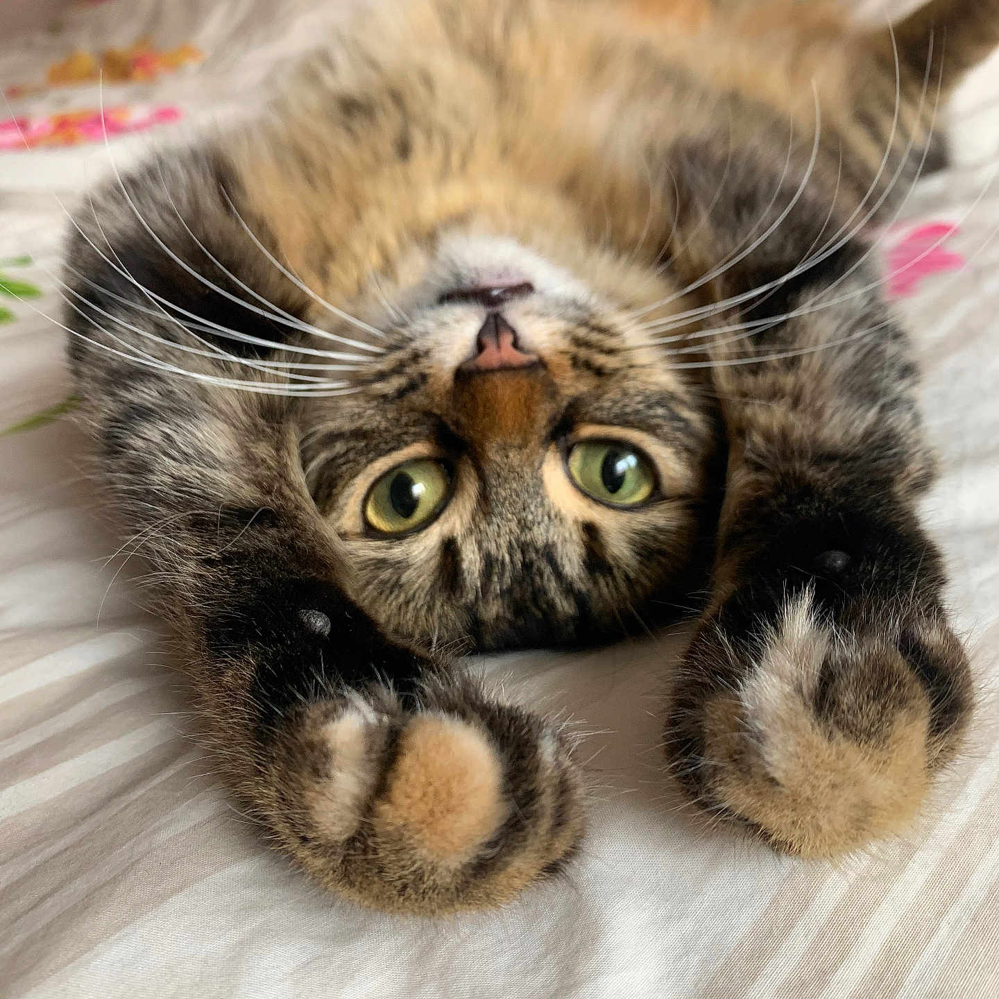 Ofée a rejoint le concours — aidez-le/la à gagner de superbes lots ! animal, bed, cat, close_up, cute, domestic_cat, feline, fur, green_eyes, indoor, lying_down, paws, pet, playful, relaxed, resting, soft, striped, tabby, whiskers