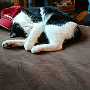 Toothless joined the competition — help win amazing prizes! animal, black_and_white, brown_surface, cap, cat, cozy, curled_up, cute, domestic, feline, fur, indoor, nap, paw, pet, quiet, relaxed, resting, sleeping, soft