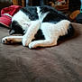 animal, black_and_white, brown_surface, cap, cat, cozy, curled_up, cute, domestic, feline, fur, indoor, nap, paw, pet, quiet, relaxed, resting, sleeping, soft