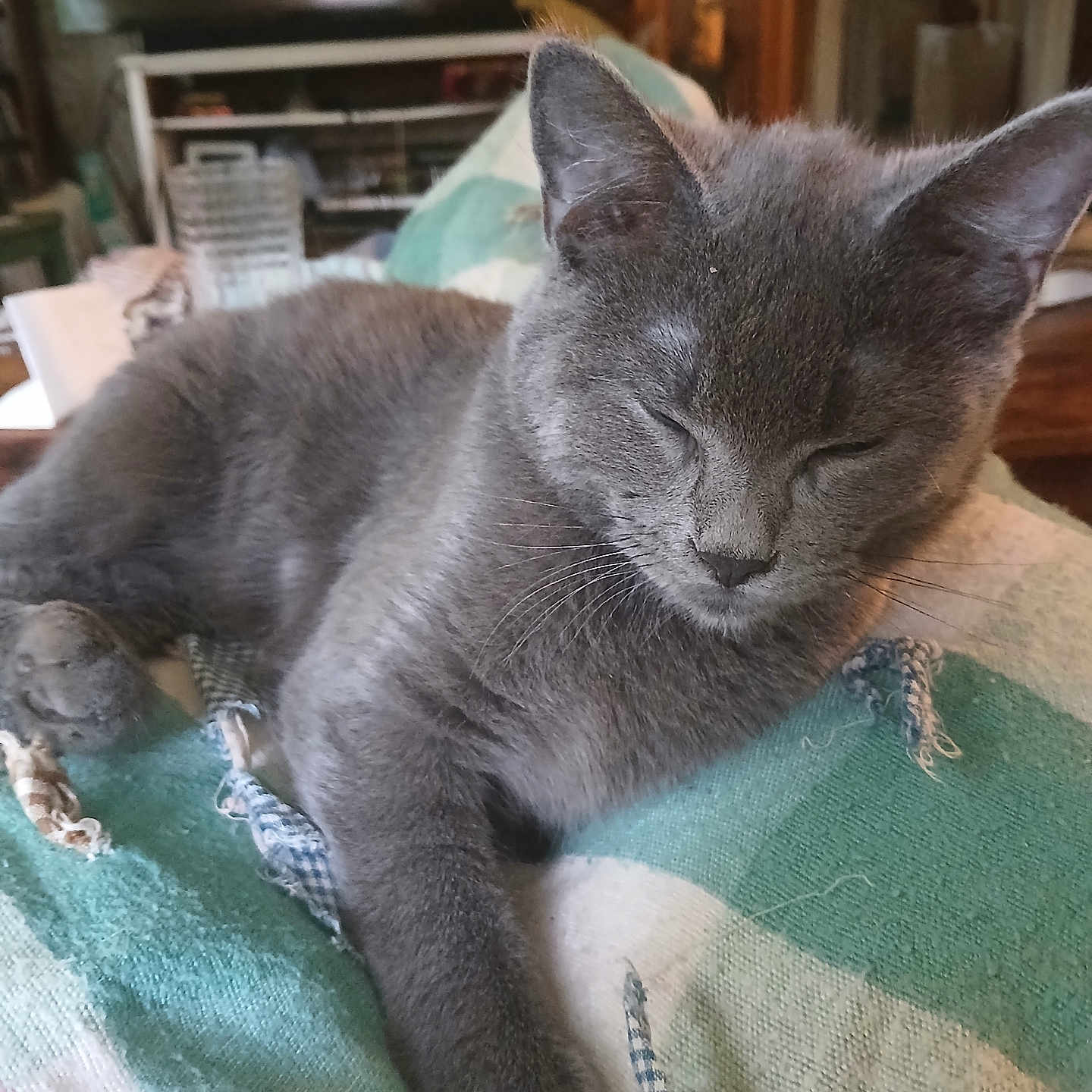 Davey joined the competition — help win amazing prizes! blanket, cat, close_up, cozy, feline, fur, gray_cat, home, indoor, living_room, nap, paw, pet, quiet, relaxation, resting, sleeping, soft_light, striped_blanket, whiskers