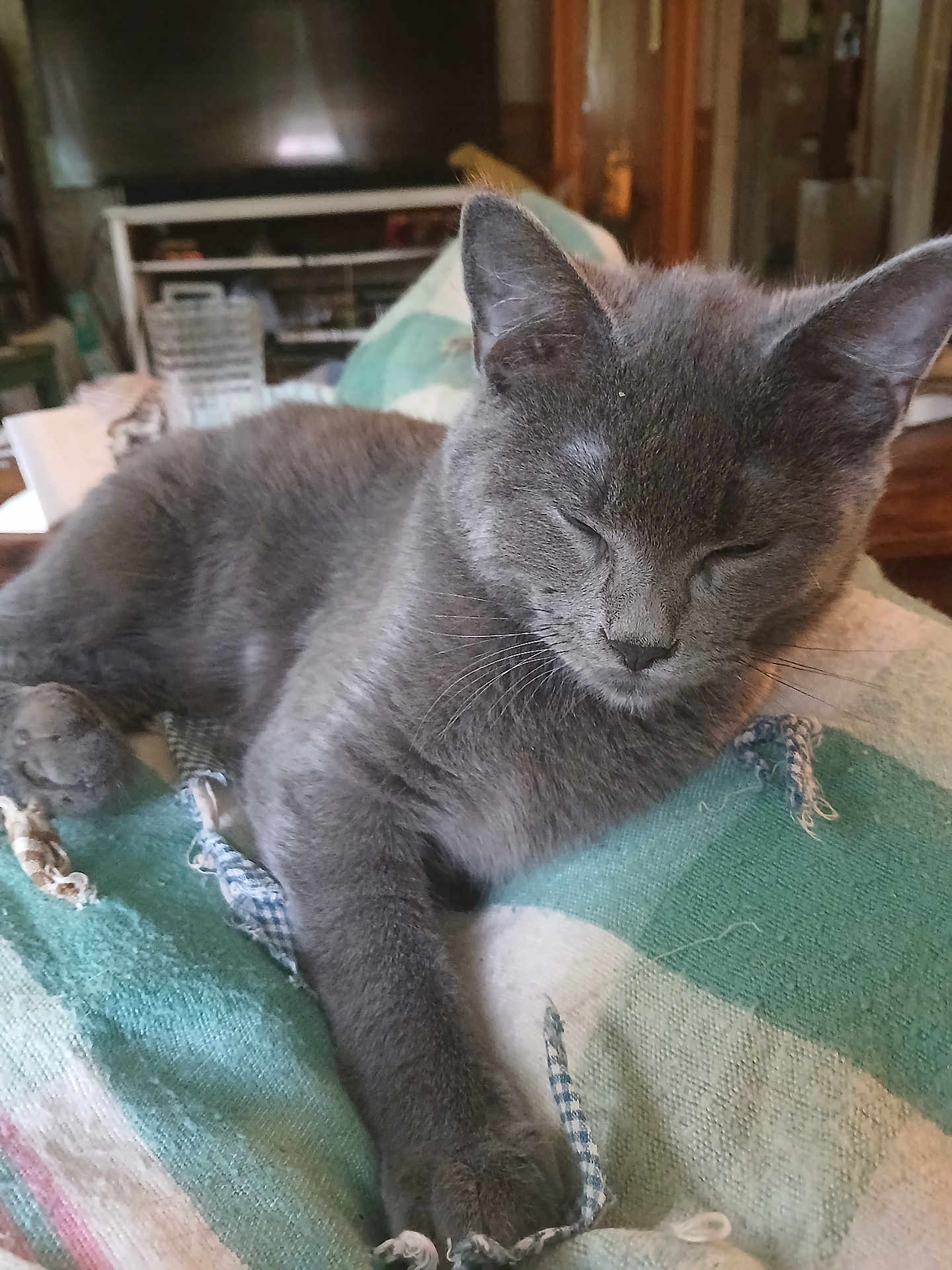Davey joined the competition — help win amazing prizes! cat, gray_cat, sleeping, nap, blanket, striped_blanket, cozy, indoor, pet, feline, fur, whiskers, relaxation, resting, paw, close_up, home, living_room, soft_light, quiet