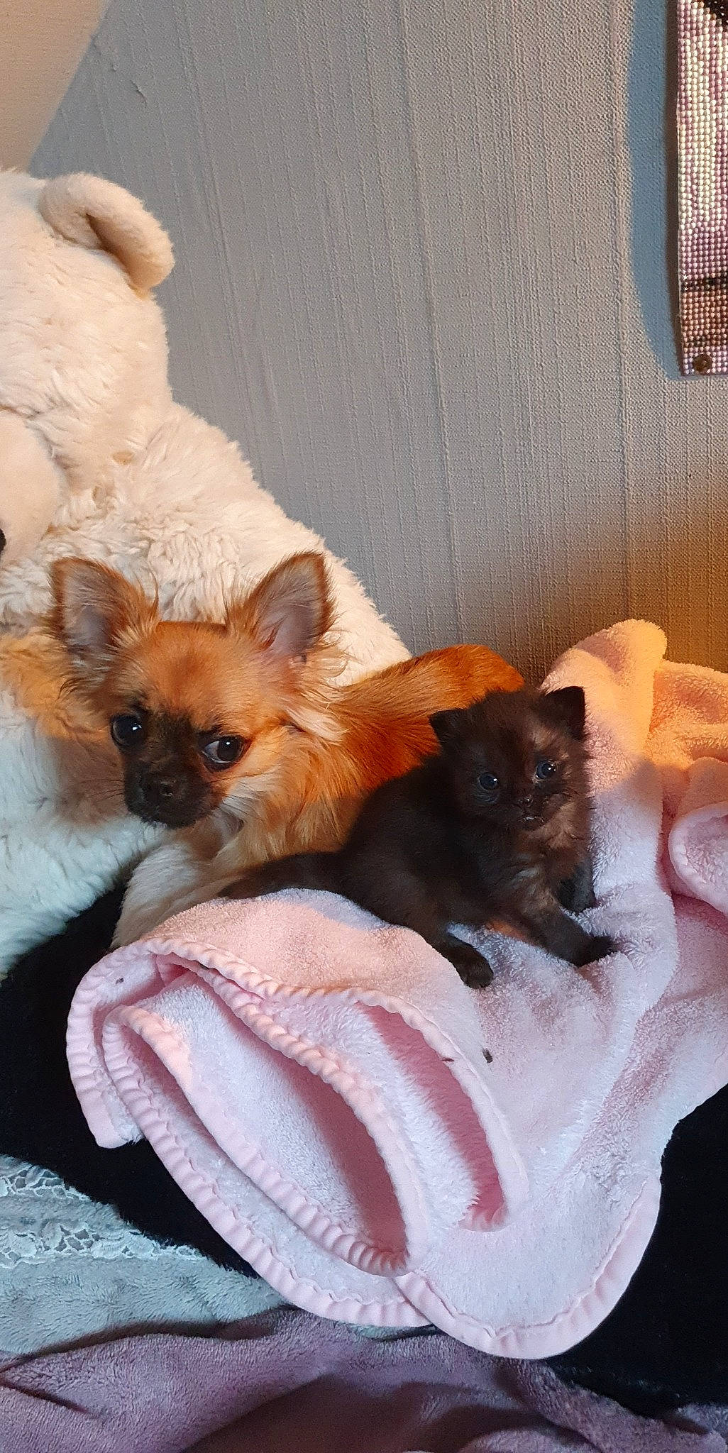 Lucky participe au concours pour gagner de l'argent avec cette photo : bed, canidae, carnivore, chihuahua, comfort, companion_dog, dog, dog_breed, dog_supply, fawn, felidae, fur, liver, nap, puppy, snout, sporting_group, tail, toy_dog, whiskers