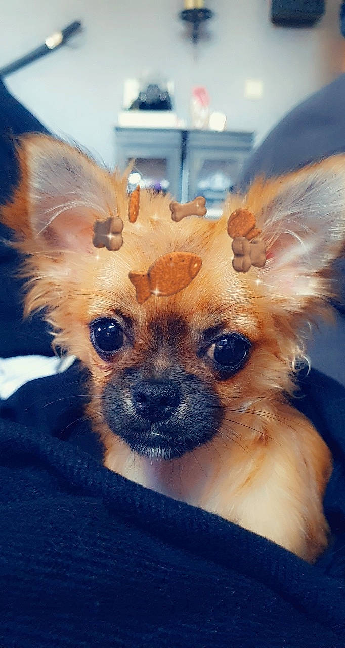 Lucky a rejoint le concours — aidez-le/la à gagner de superbes lots ! canidae, carnivore, companion_dog, dog, dog_breed, dog_clothes, dog_supply, ear, fawn, fur, liver, snout, sporting_group, sunglasses, terrestrial_animal, terrier, toy, toy_dog, whiskers, working_animal