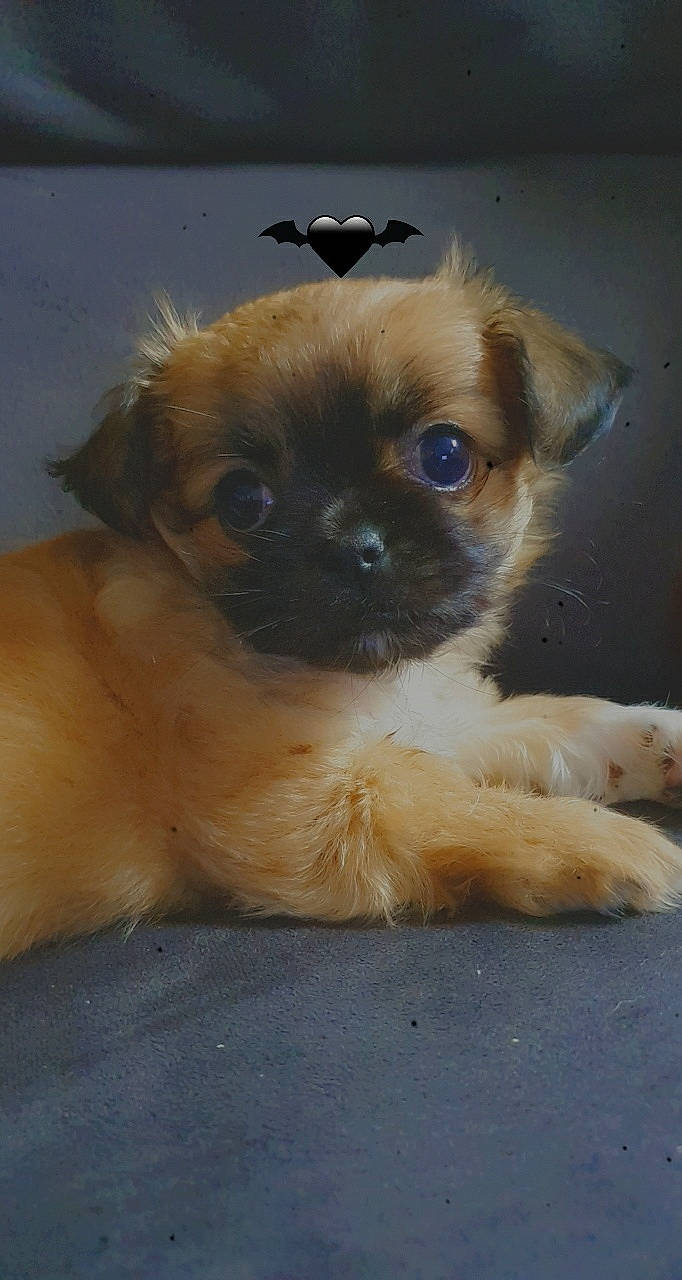 Lucky a rejoint le concours — aidez-le/la à gagner de superbes lots ! canidae, carnivore, companion_dog, dog, dog_breed, eye, fawn, fur, human_body, liver, non_sporting_group, puppy, snout, sporting_group, terrestrial_animal, toy_dog, whiskers, working_animal