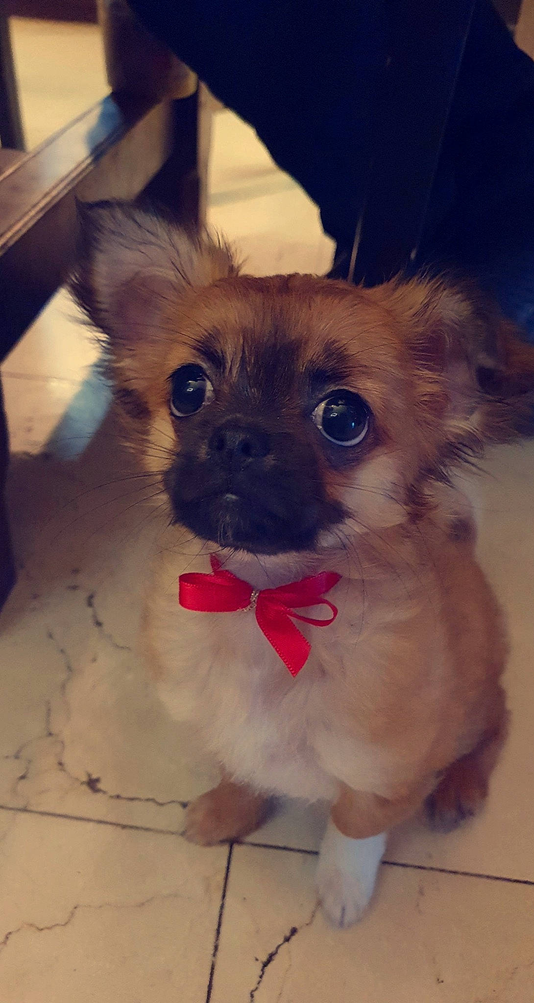 Lucky a rejoint le concours — aidez-le/la à gagner de superbes lots ! canidae, carnivore, collar, companion_dog, dog, dog_breed, ear, fawn, fur, iris, non_sporting_group, pet_supply, puppy, snout, sporting_group, tail, terrestrial_animal, toy_dog, whiskers, working_animal