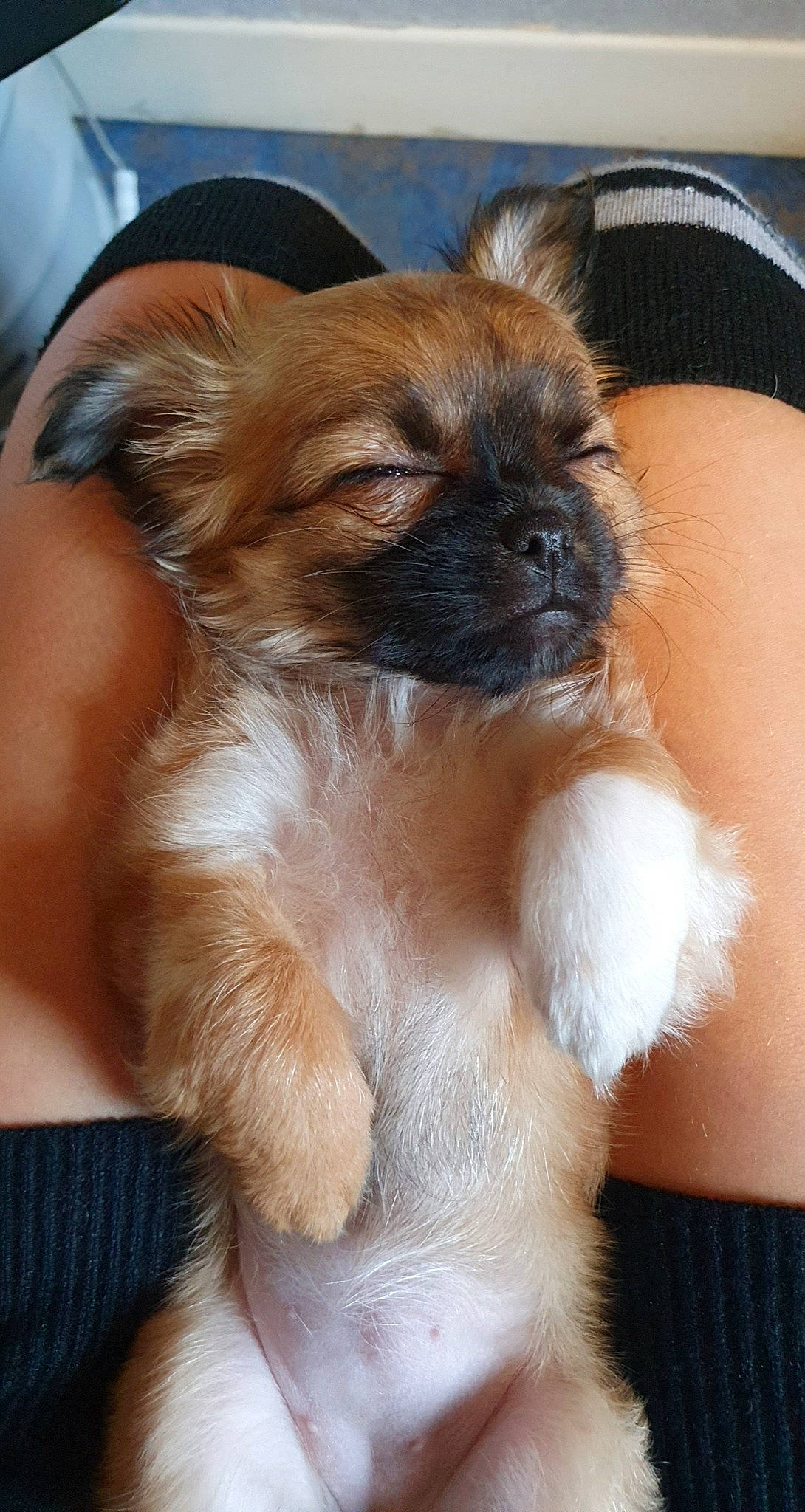 Lucky participe au concours pour gagner de l'argent avec cette photo : canidae, carnivore, companion_dog, dog, dog_breed, ear, fawn, fur, liver, non_sporting_group, paw, puppy, puppy_love, snout, sporting_group, terrestrial_animal, toy_dog, whiskers, working_animal, wrinkle