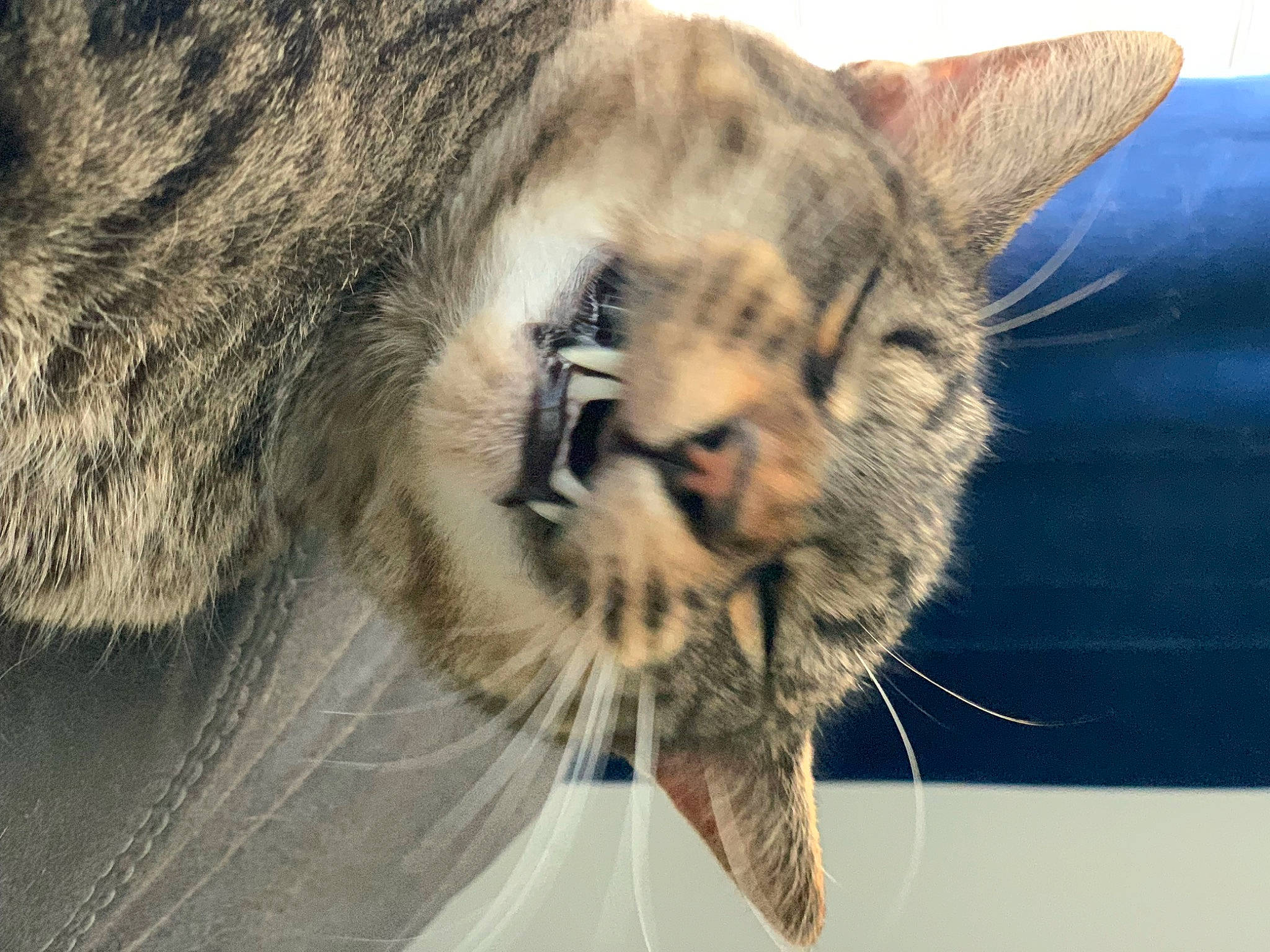 Levi joined the competition — help win amazing prizes! carnivore, cat, claw, close_up, comfort, domestic_short_haired_cat, fawn, felidae, fur, nap, paw, sleep, small_to_medium_sized_cats, snout, tail, terrestrial_animal, tree, whiskers, wildlife