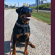 Bella joined the competition — help win amazing prizes! rottweiler, dog, sunglasses, collar, leash, gravel_road, sunny, blue_sky, industrial_buildings, happy, tongue_out, pet, canine, outdoor, animal, smiling, sitting, chain_collar, black_dog, brown_markings