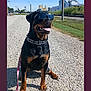 rottweiler, dog, sunglasses, collar, leash, gravel_road, sunny, blue_sky, industrial_buildings, happy, tongue_out, pet, canine, outdoor, animal, smiling, sitting, chain_collar, black_dog, brown_markings