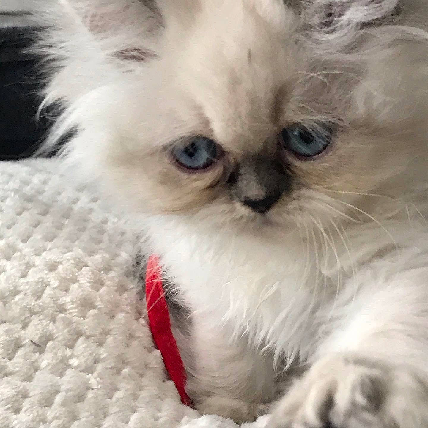 Perla participe au concours pour gagner de l'argent avec cette photo : asian_semi_longhair, birman, british_longhair, british_semi_longhair, carnivore, cat, domestic_long_haired_cat, eye, felidae, fur, himalayan, iris, kitten, mammal, napoleon_cat, ragamuffin, ragdoll, small_to_medium_sized_cats, vertebrate, whiskers