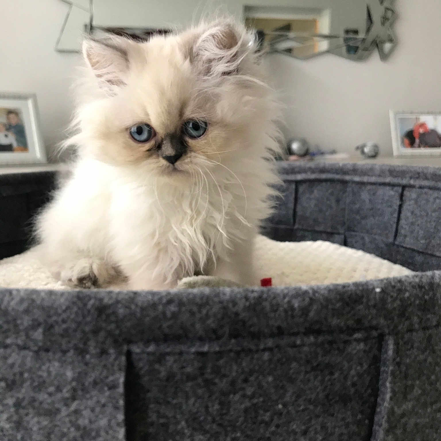 Perla