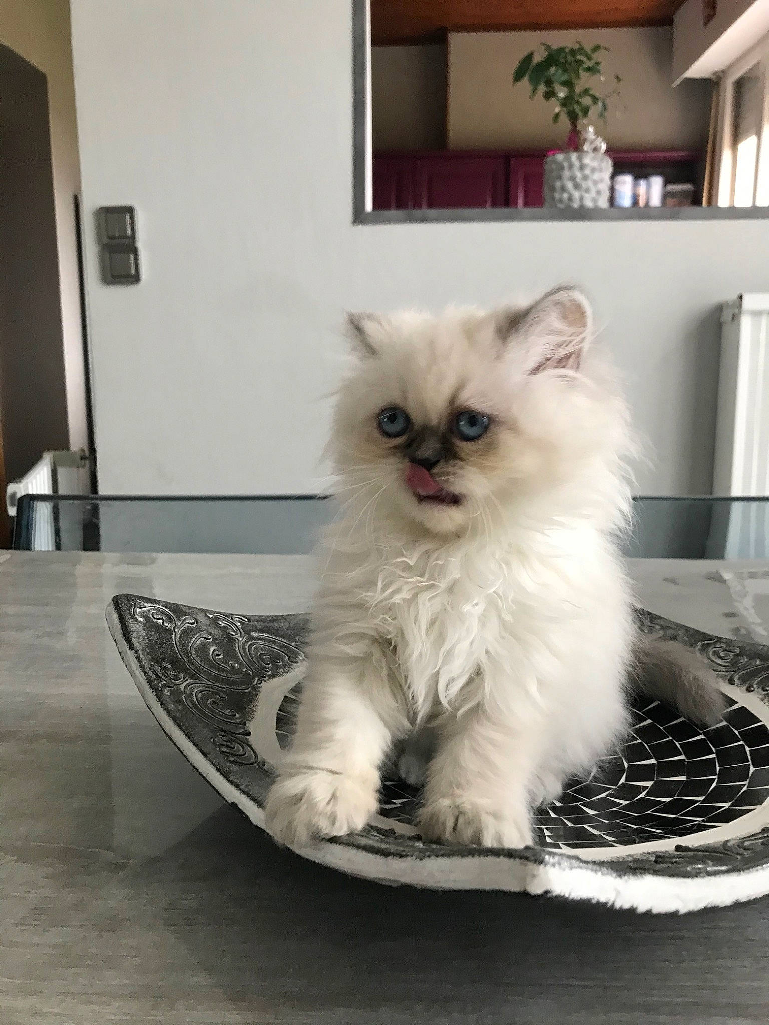 Perla a rejoint le concours — aidez-le/la à gagner de superbes lots ! asian, asian_semi_longhair, british_longhair, british_semi_longhair, carnivore, cat, domestic_long_haired_cat, eye, felidae, fur, himalayan, kitten, mammal, napoleon_cat, persian, ragamuffin, ragdoll, small_to_medium_sized_cats, vertebrate, whiskers
