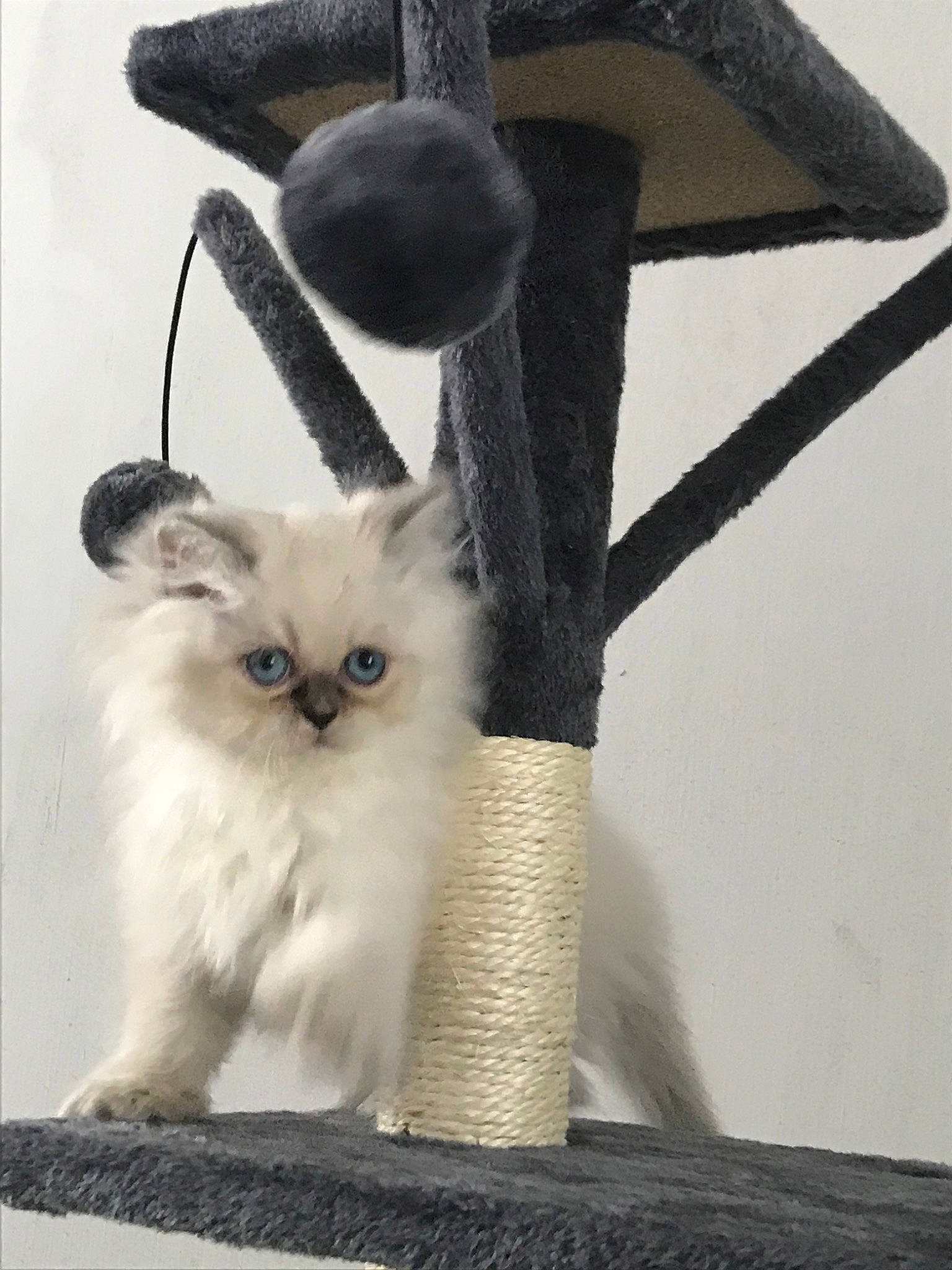 Perla participe au concours pour gagner de l'argent avec cette photo : asian, balinese, birman, british_longhair, carnivore, cat, cat_supply, felidae, himalayan, kitten, mammal, ragdoll, siamese, small_to_medium_sized_cats, thai, vertebrate, whiskers