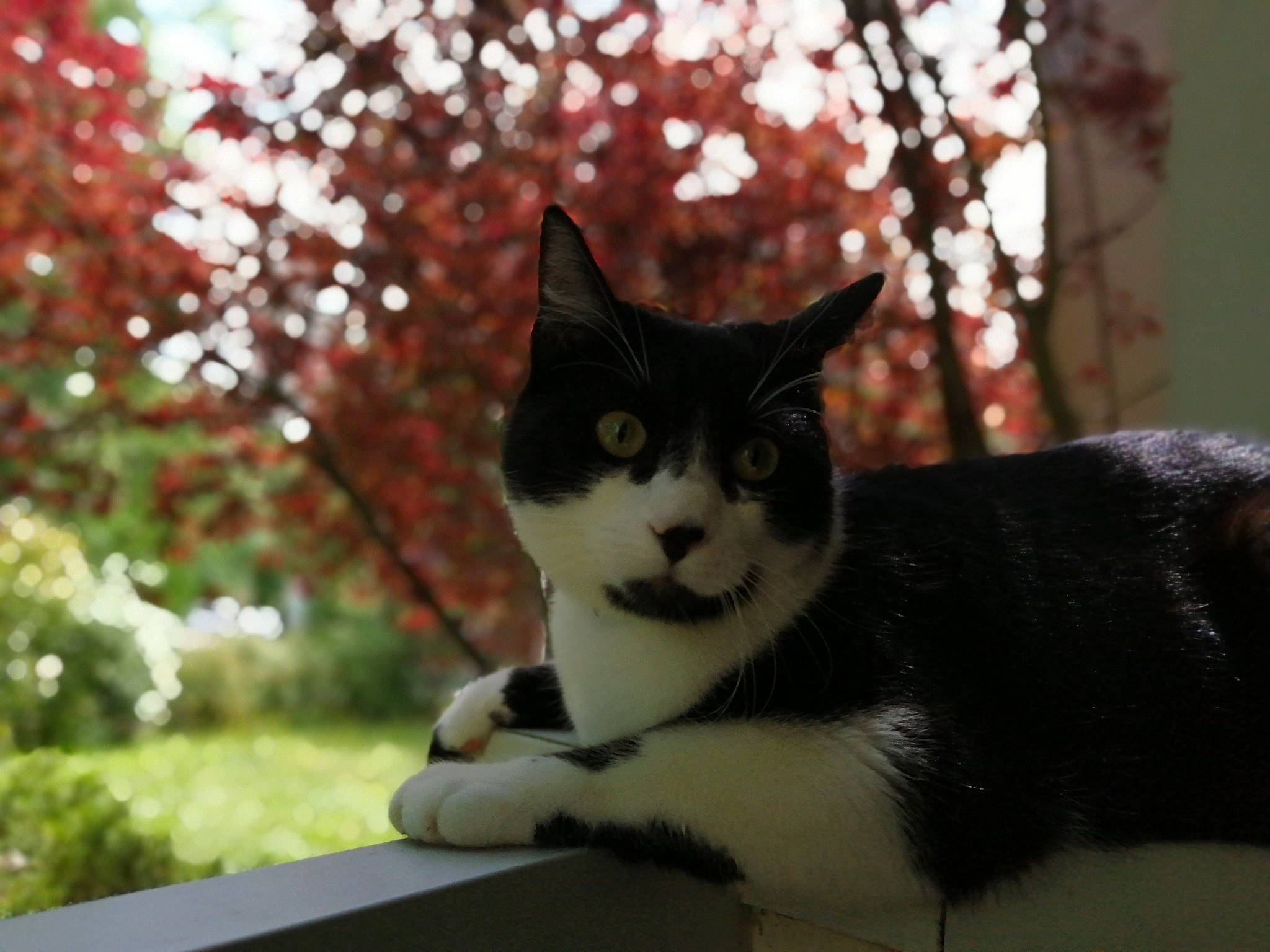 Homer a rejoint le concours — aidez-le/la à gagner de superbes lots ! aegean_cat, american_wirehair, black_and_white, carnivore, cat, domestic_short_haired_cat, eye, felidae, flower, fur, kitten, plant, polydactyl_cat, small_to_medium_sized_cats, snout, tail, tree, whiskers, window