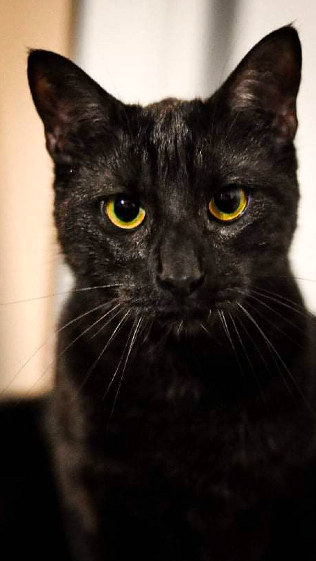 Petit Pas a rejoint le concours — aidez-le/la à gagner de superbes lots ! black_cat, bombay, carnivore, cat, close_up, domestic_short_haired_cat, felidae, fur, iris, small_to_medium_sized_cats, snout, terrestrial_animal, whiskers