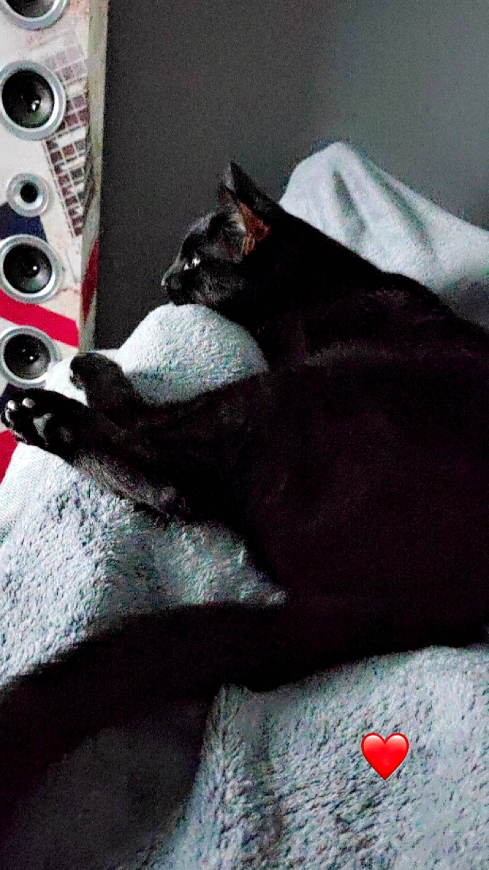 Petit Pas a rejoint le concours — aidez-le/la à gagner de superbes lots ! audio_equipment, bedding, black_cat, bombay, carmine, carnivore, cat, comfort, domestic_short_haired_cat, felidae, fur, grey, linens, pattern, paw, red, small_to_medium_sized_cats, tail, whiskers, white