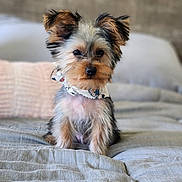 Benoît joined the competition — help win amazing prizes! animal, bandana, bed, blanket, cozy, cute, dog, ears, fur, fur_pattern, home, indoor, looking, pet, portrait, puppy, resting, small_dog, soft_light, young